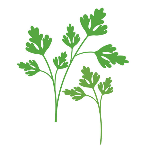 illustrazioni stock, clip art, cartoni animati e icone di tendenza di natura vegetale biologico prezzemolo, vettore sano colorato cibo vegetale ingrediente spezia. - parsley