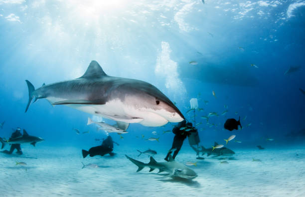 istock Tiger shark at Tigerbeach, Bahamas 1018337336