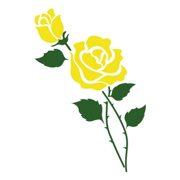 natura kwiat żółta róża, wektor ogród botaniczny kwiatowy liści roślin. - botanic stock illustrations