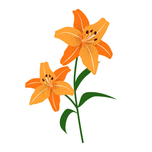 ilustraciones, imágenes clip art, dibujos animados e iconos de stock de naturaleza flor naranja lirio de tigre, planta de hoja floral de jardín botánico de vector. - botanic