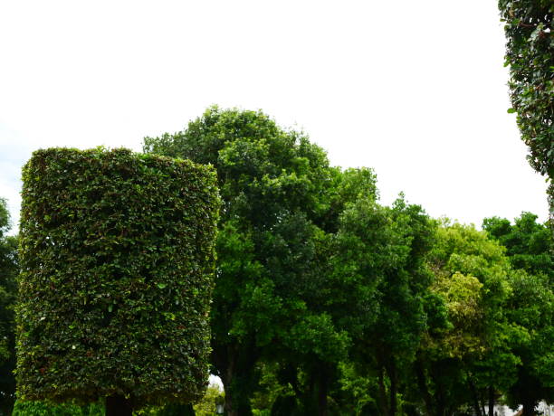 Formal Garden, Public Park, Garden, Summer, Springtime