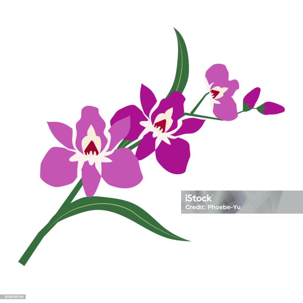 Orquídea de flor púrpura de naturaleza, planta de hoja floral de jardín botánico de vector. - arte vectorial de Belleza libre de derechos