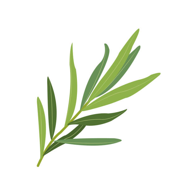 natura organiczne warzywa estragon, zdrowy wektor kolorowy składnik przyprawy warzyw spożywczych. - estragon stock illustrations