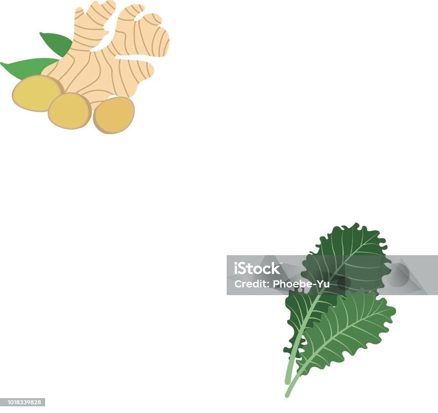 Nature organic vegetable Kale, healthy vector colorful food vegetable spice ingredient. Kale stock vector