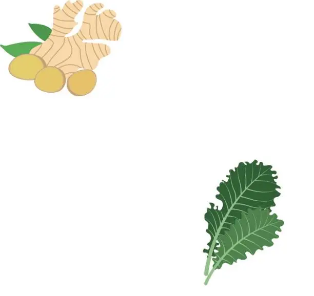 Vector illustration of Nature organic vegetable Kale, healthy vector colorful food vegetable spice ingredient.