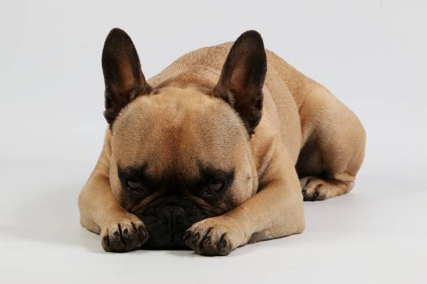 istock lying french bulldog in the studio 1018340030
