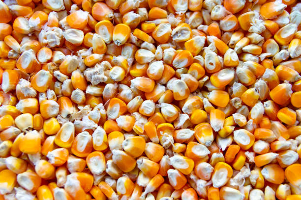 istock close up of corn seeds 1018340352