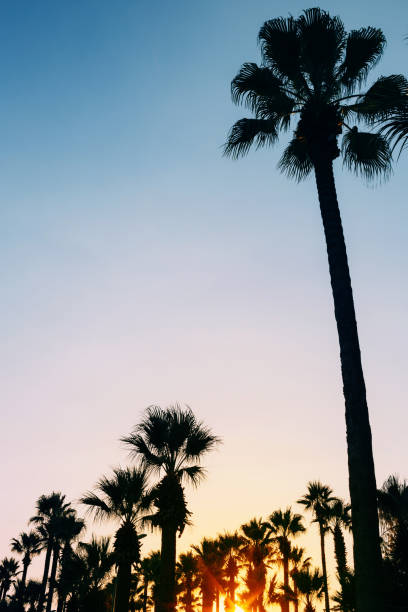 istock Row of tall palms. 1018340546