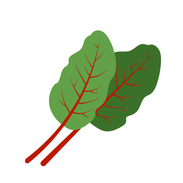 illustrations, cliparts, dessins animés et icônes de nature bio légumes mangold bette à carde feuilles, ingrédient de légumes aux épices pour le coloré alimentaire vecteur sain. - ruby red chard