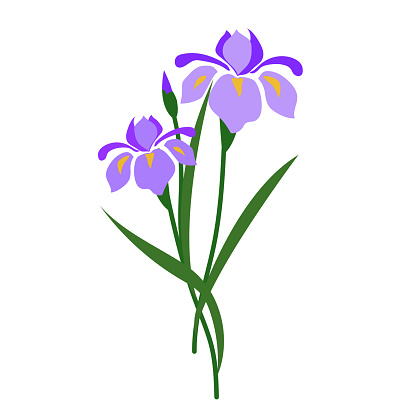 Nature flower purple iris, vector botanic garden floral leaf plant.