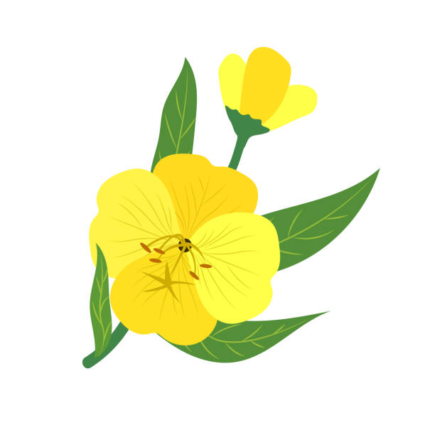 ilustraciones, imágenes clip art, dibujos animados e iconos de stock de naturaleza flor amarillo onagra, planta de hoja floral de jardín botánico de vector. - botanic