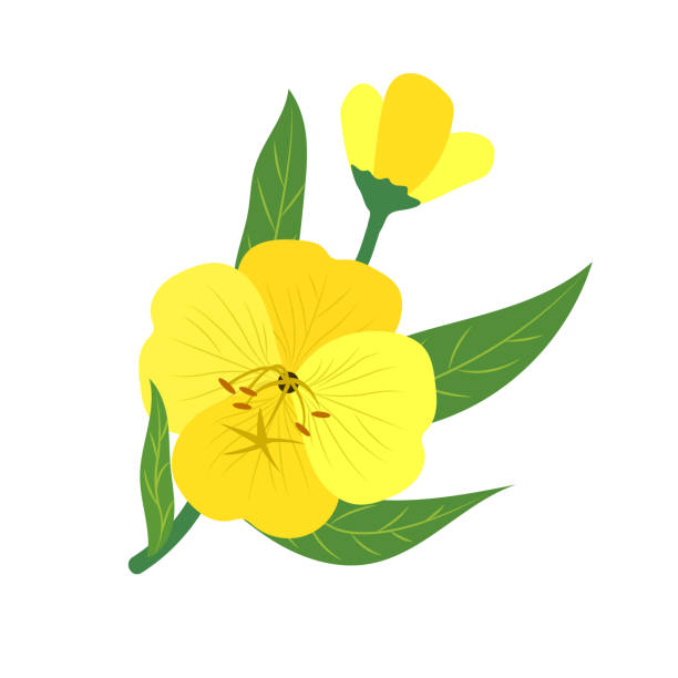 natura kwiat żółty wieczór wiesiołka, wektor ogród botaniczny kwiatowy liści roślin. - botanic stock illustrations