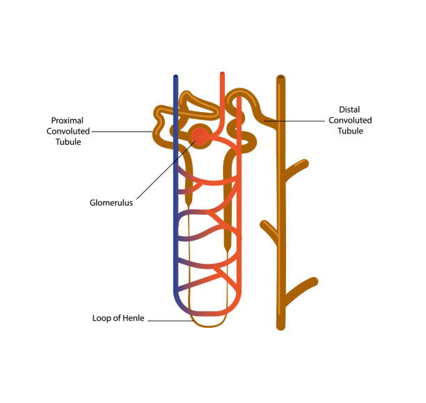 illustrazioni stock, clip art, cartoni animati e icone di tendenza di illustrazione vettoriale della struttura del nefro - glomerulus