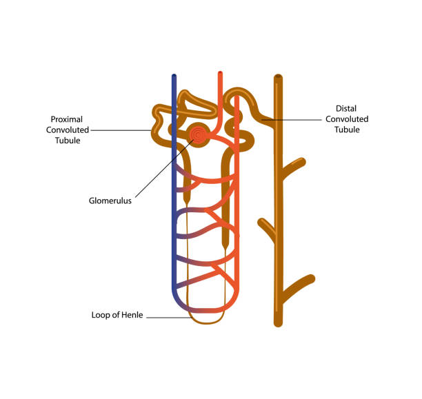 벡터 일러스트 레이 션 nephron 구조 - glomerulus stock illustrations