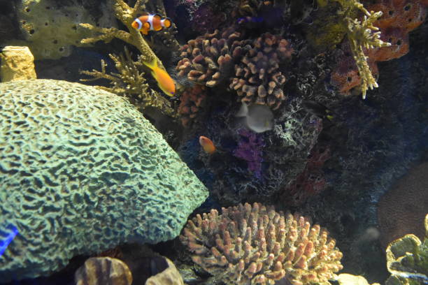 istock Aquarium Fish Stingray Shark 1018341132