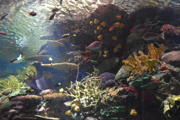 istock Aquarium Fish Stingray Shark 1018341156