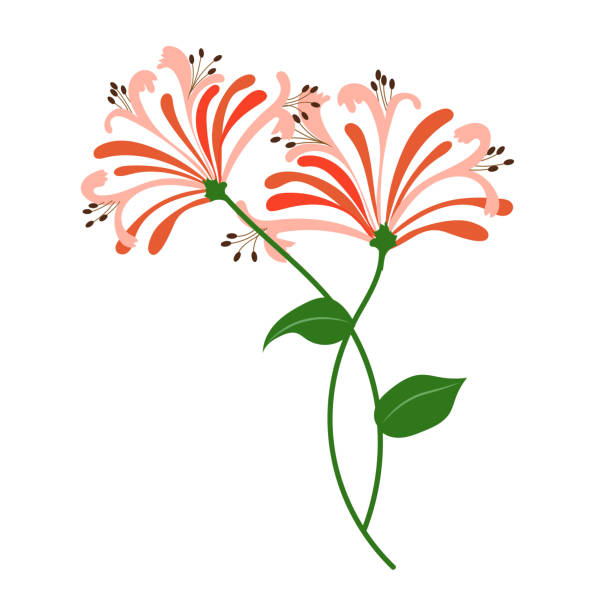 illustrations, cliparts, dessins animés et icônes de chèvrefeuille de fleur orange nature, vecteur jardin botanique feuilles floral plante. - caprifoliacées
