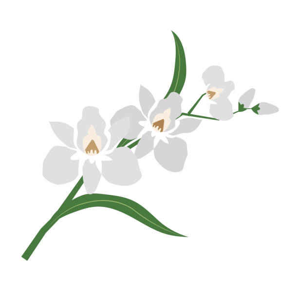 natura kwiat biały orchidea, wektor ogród botaniczny kwiatowy liści roślin. - botanic stock illustrations