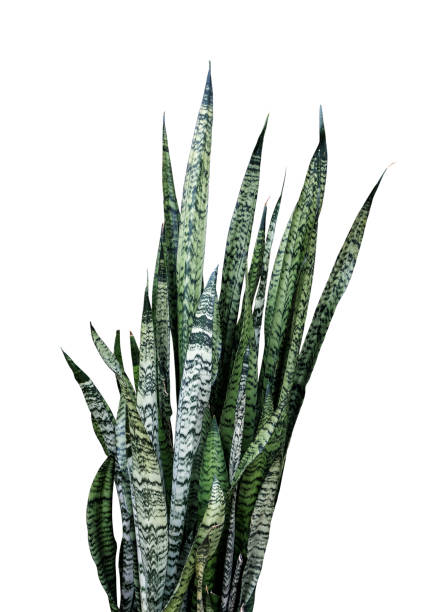 Sansevieria trifasciata or Snake plant isolated on white background with clipping path Sansevieria trifasciata or Snake plant isolated on white background with clipping path sanseveria trifasciata stock pictures, royalty-free photos & images