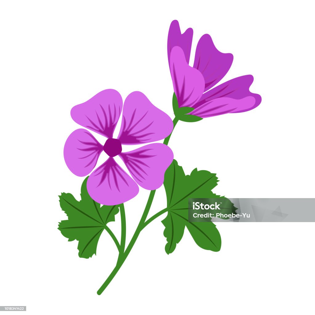 Ilustración de Malva De Flor Violeta Natural Planta De Hoja Floral De  Jardín Botánico De Vector y más Vectores Libres de Derechos de Belleza -  iStock