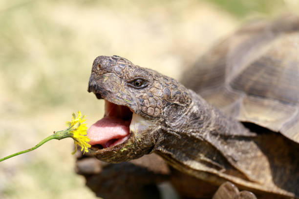 maschio adulto in cattività california desert tortoise che mangia dente di leone. - desert tortoise foto e immagini stock