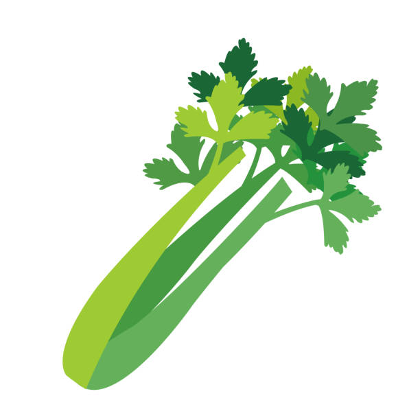 ilustraciones, imágenes clip art, dibujos animados e iconos de stock de naturaleza vegetal apio orgánico, ingrediente de especia vegetal vector sano alimentos coloridos. - celery