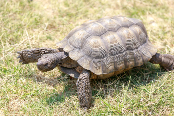 maschio adulto in cattività california desert tortoise che cammina sull'erba. - desert tortoise foto e immagini stock