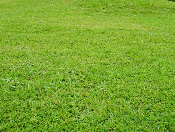 istock Green grass in garden 1018345836