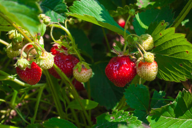 istock Strawberry on a branch in a garden, nature background 1018346094
