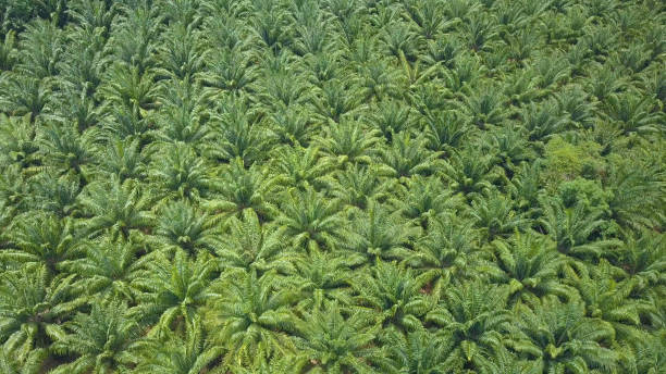istock AERIAL: Flying high above rustling palm tree canopies on sunny summer afternoon. 1018347268