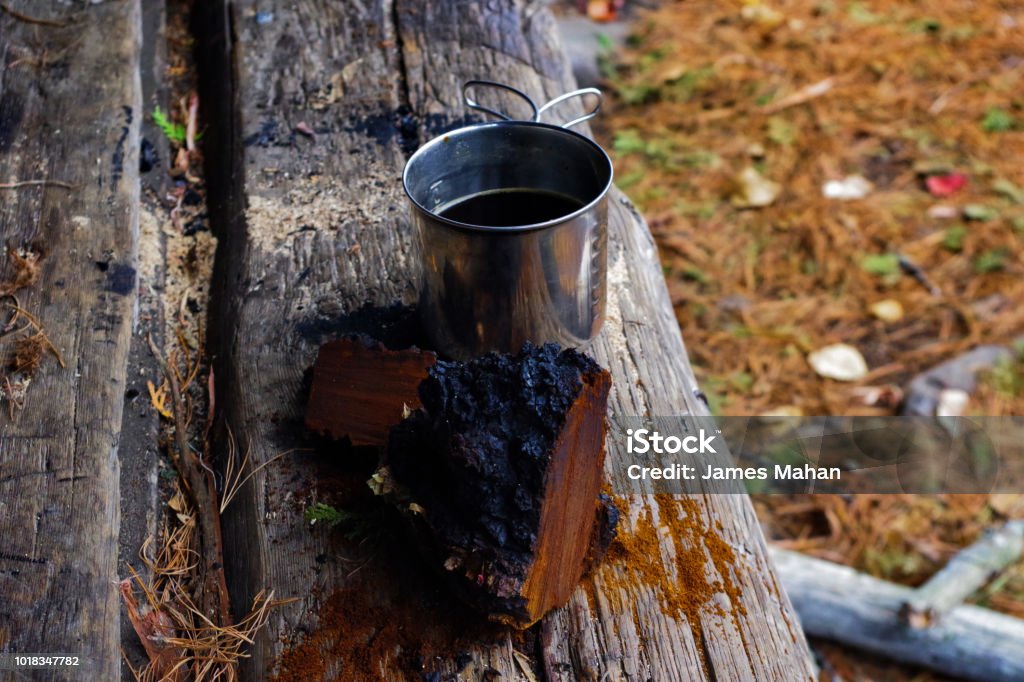 Wild Chaga Mushroom (Inonotus obliquus) and Tea at a campsite This is a highly sought after medicinal mushroom used to make herbal teas and tinctures. Antioxidant Stock Photo