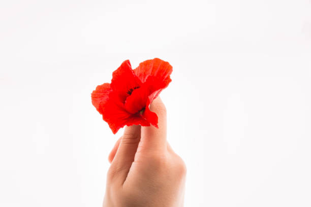 istock Hand holding a Red Poppy 1018350460