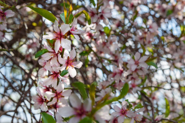 istock Blooming almond tree on Akdamar Island. Van Lake. Turkey 1018350644