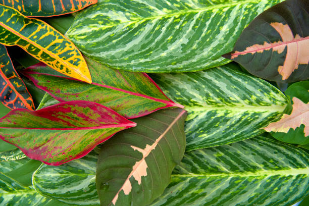 istock The abstract natural leaves texture concept, tropical leaf, nature background, green background. 1018350836