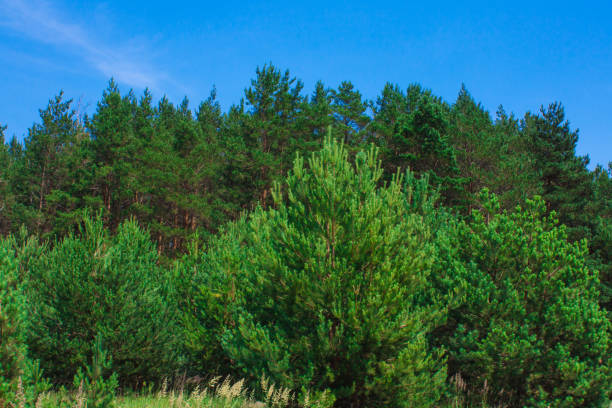 Forest summer landscape, pine trees nature background.