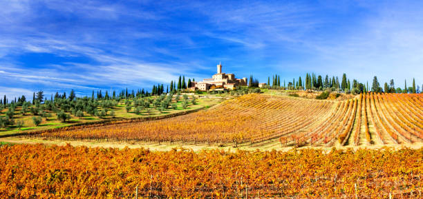 pittoresca toscana - vineywrd d'oro e castelli. regione vinicola d'italia - montalcino foto e immagini stock