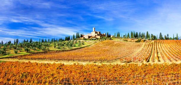 picturesque  tuscany - golden  vineywrds and castles. wine region of italy - montalcino imagens e fotografias de stock