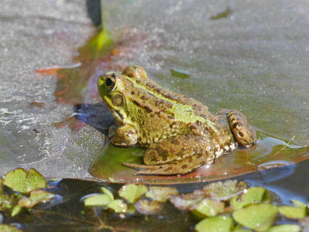 istock I can see you looking at me 1018353152