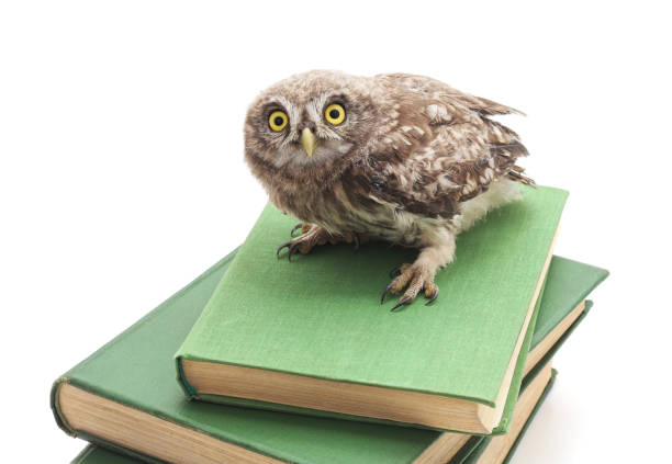 istock One small owl on books. 1018354234