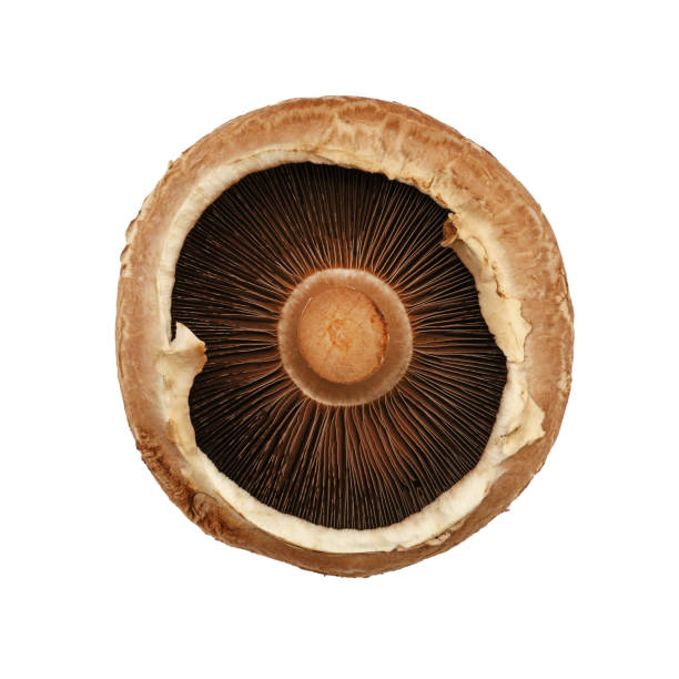 un fungo portobello marrone isolato su bianco - edible mushroom white mushroom isolated white foto e immagini stock