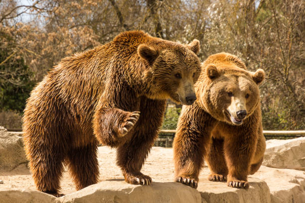 istock Couple of brown bears 1018355528