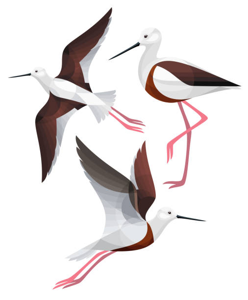 Stylized Waders Stylized Birds - Banded Stilt avocet stock illustrations