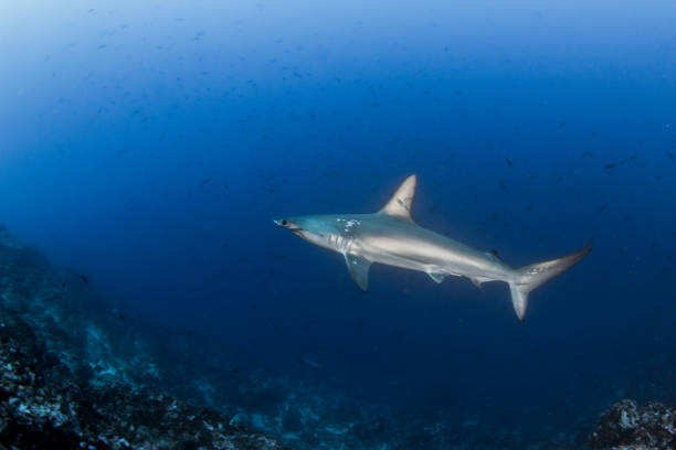 istock Hammerhead shark at Cocos Island, Costa Rica 1018358906