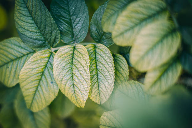 istock Green fresh plants grass closeup for background 1018359600