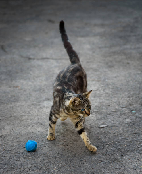 istock young gray striped cat with blue eyes 1018359744
