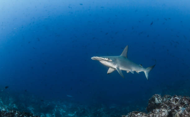 istock Hammerhead shark at Cocos Island, Costa Rica 1018359986