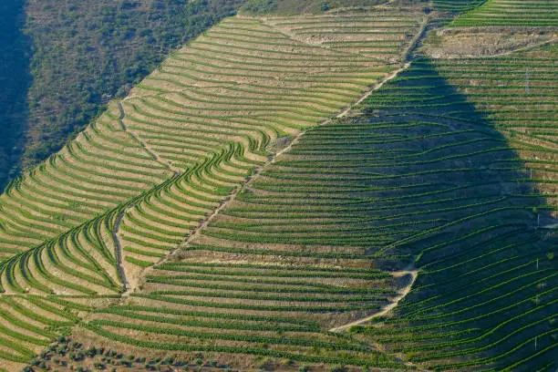 Vineyards in the Douro Valley. - Portugal - The Alto Douro wine region is the oldest wine-growing region in the world and has been a UNESCO World Heritage Site since 2001.