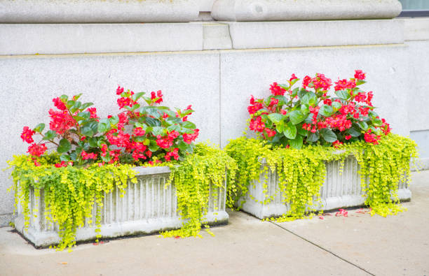 istock Two pots of red flowers 1018362358