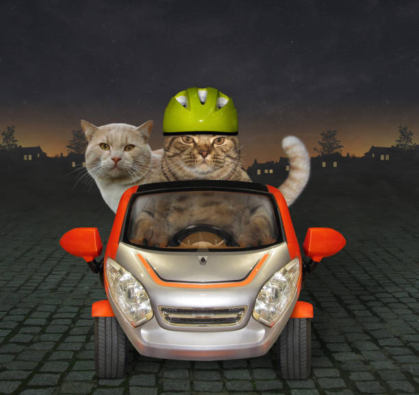 istock Cat drives his friend by car at night 1018364664
