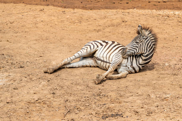 istock A female foal or baby zebra born captivity 1018364902